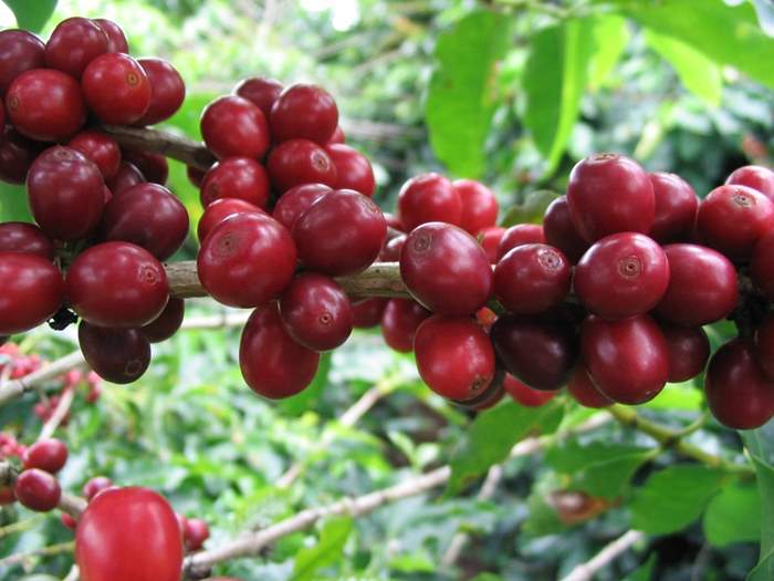 CoffeeDetail-red-brazil-berries.jpg